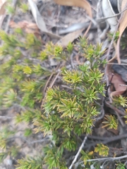 Pultenaea pedunculata