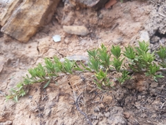 Pultenaea pedunculata