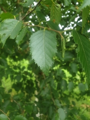Betula utilis albosinensis