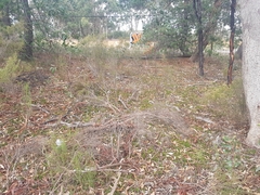 Pultenaea pedunculata