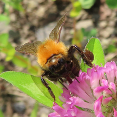 Bombus diversus