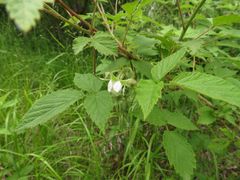 Rubus sachalinensis