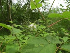 Rubus sachalinensis