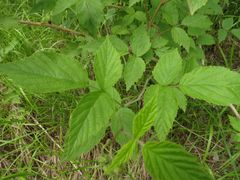 Rubus sachalinensis