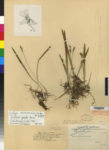 Liparis elegans in life