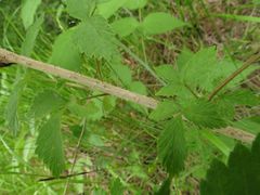 Rubus sachalinensis