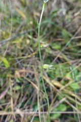 Lobelia gattingeri