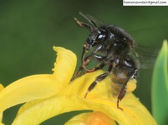 Bombus koreanus
