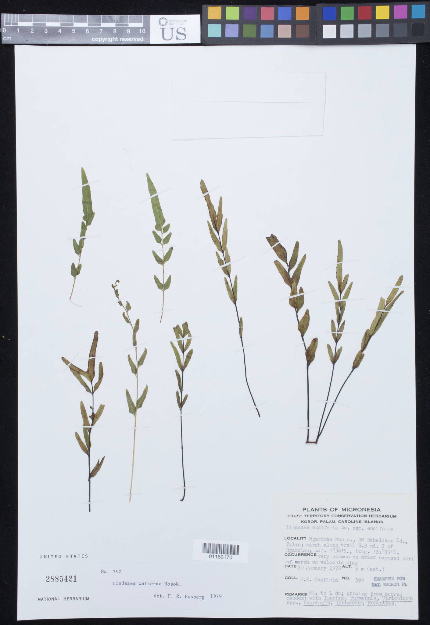 Lindsaea walkerae