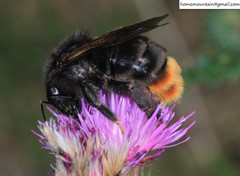 Bombus coreanus