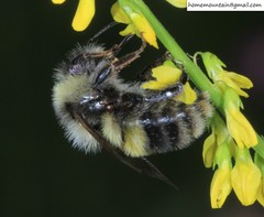 Bombus lantschouensis