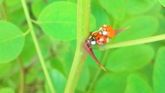 Harmonia axyridis