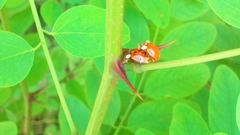 Harmonia axyridis