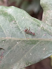Glyphodera