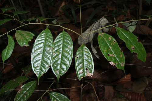 Lithocarpus conocarpus