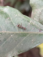 Glyphodera