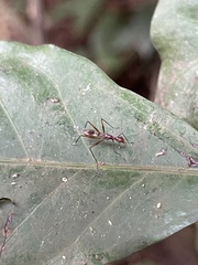 Glyphodera
