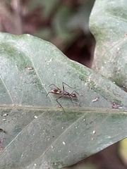 Glyphodera