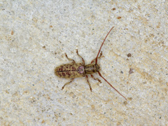 Eupogonius pauper