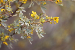 Senna artemisioides alicia