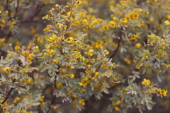 Senna artemisioides alicia
