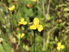 Xyris difformis