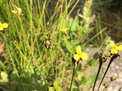 Xyris difformis