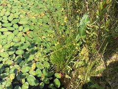 Xyris difformis