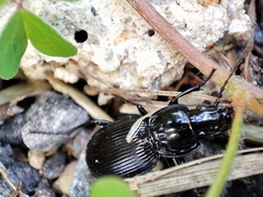 Pterostichus gallega