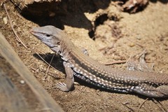 Pholidoscelis chrysolaemus