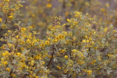 Senna artemisioides alicia