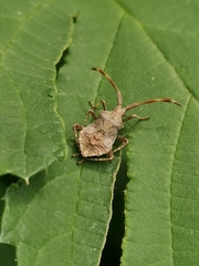 Coreus marginatus