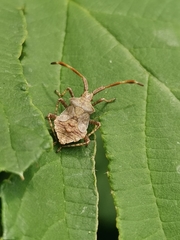 Coreus marginatus