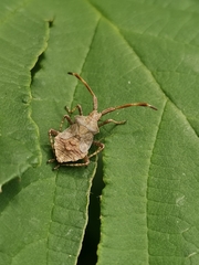 Coreus marginatus