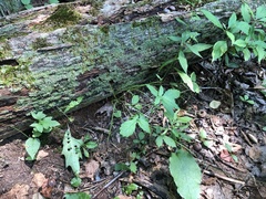 Agrimonia rostellata