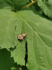 Coreus marginatus