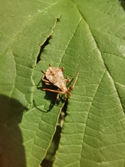 Coreus marginatus