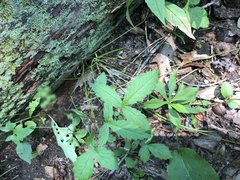 Agrimonia rostellata