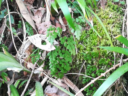Image of Mono-Sorus Maidenhair Fern (Adiantum monochlamys) by (c) harum.koh, some rights reserved (CC BY-SA)