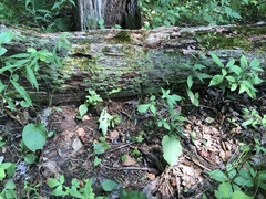 Agrimonia rostellata