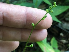 Agrimonia rostellata