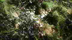 Cyanothamnus anemonifolius