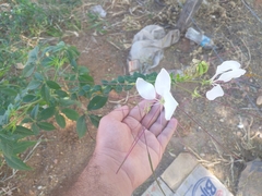Tarenaya longicarpa