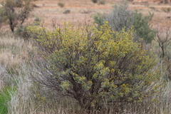 Senna artemisioides alicia