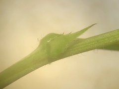 Desmodium × humifusum