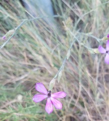 Dianthus ciliatus