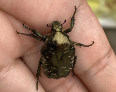 Protaetia brevitarsis