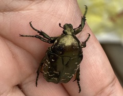 Protaetia brevitarsis