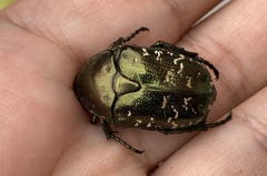 Protaetia brevitarsis