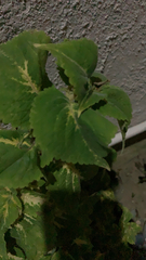 Coleus amboinicus